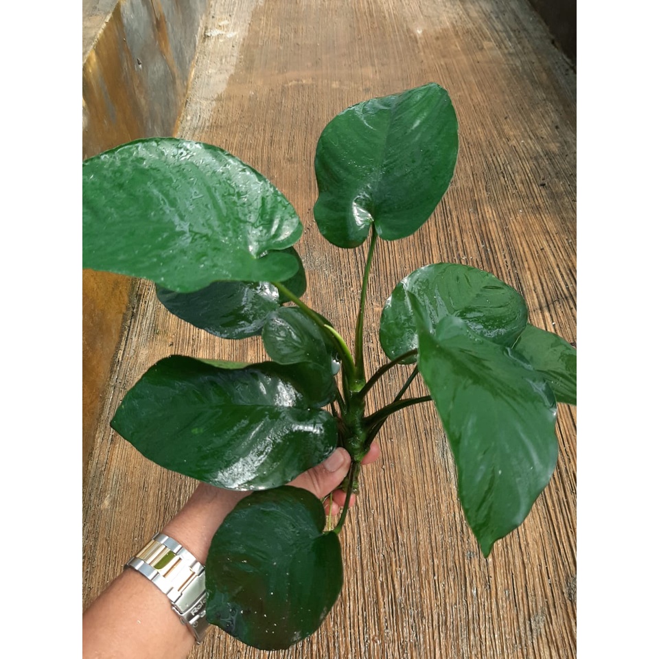 Anubias Broad Leaf ( Tanaman Aquascape Pemula )