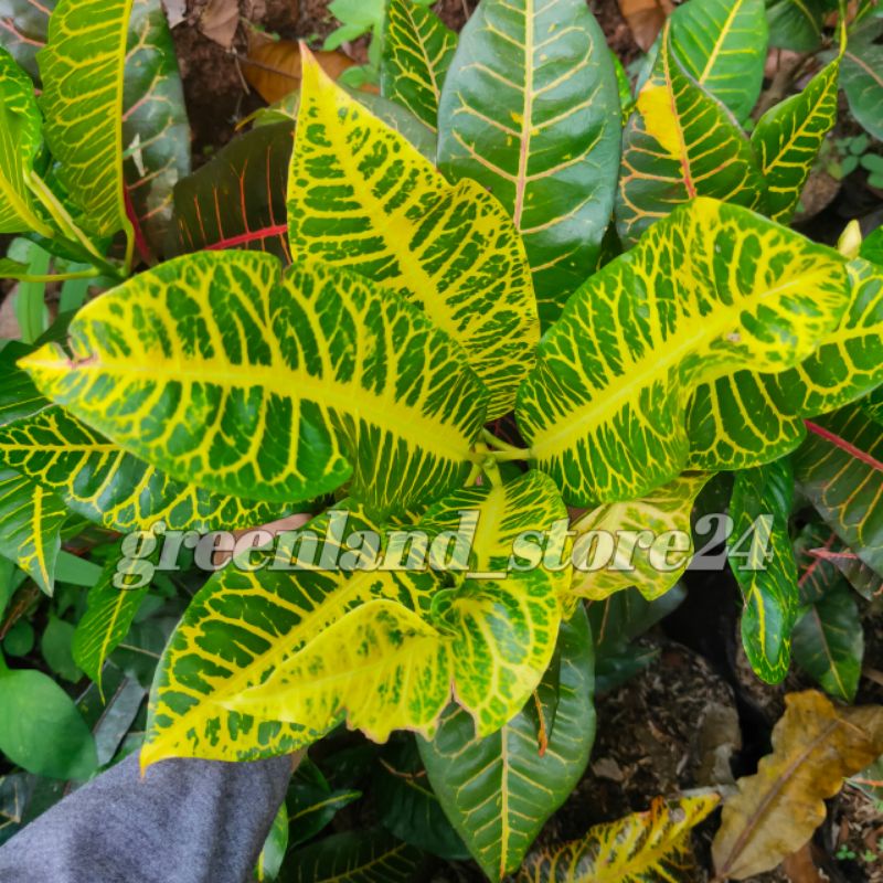 Pohon puring macan - tanaman hias puring macan - bibit pohon puring - puring - pohon puring