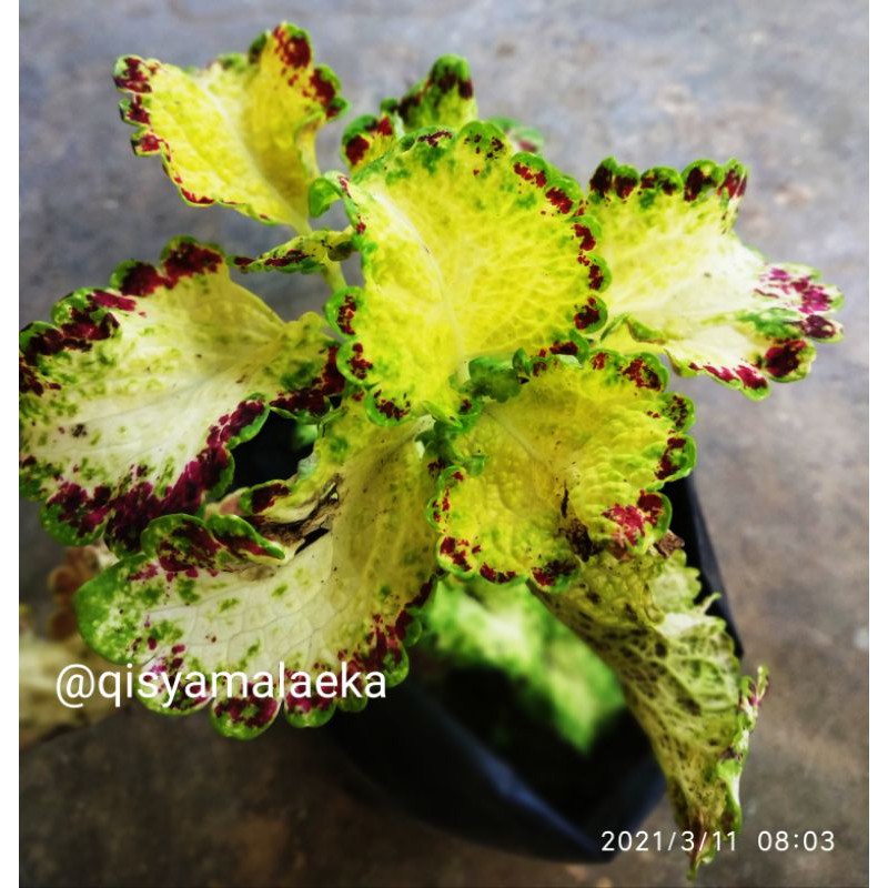 Miana Super Premium Arjuna Berakar