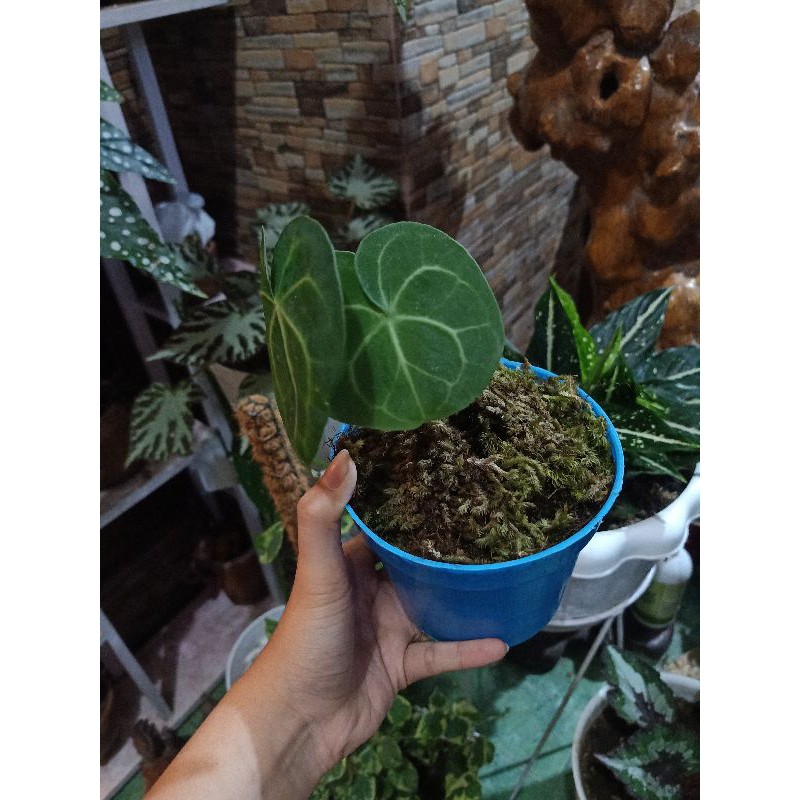 baby anthurium clarinervium ori