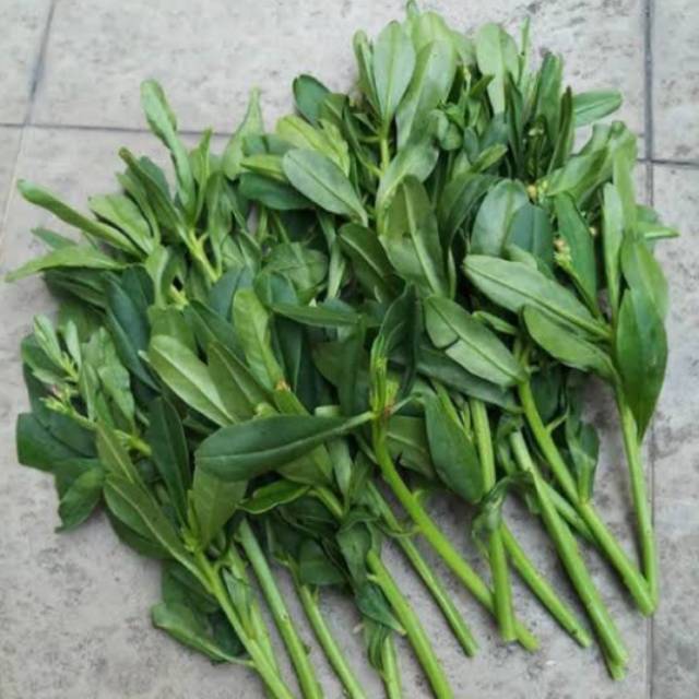 

Daun Gingseng Fresh 500 gram