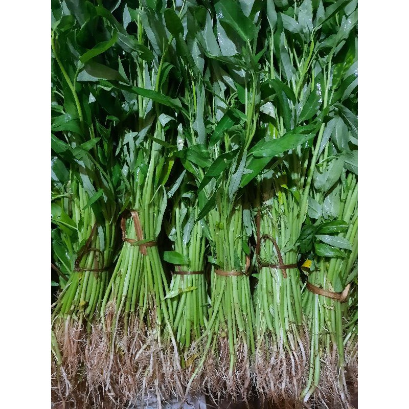 

sayuran kangkung