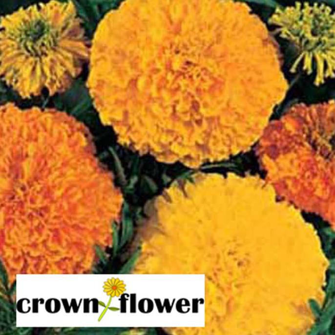 

Order Benih Bunga Marigold (African) Crackerjack Mixed Mr.Fothergill'S F1