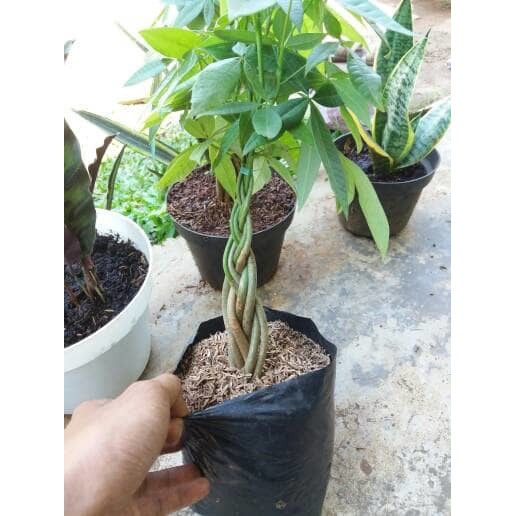 Money tree, pachira, lucky tree, pohon keberuntungan lucky tree pachira money tree