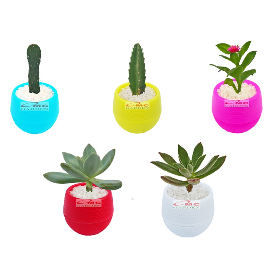 Tanaman Hias Sukulen Sekulen Mini Succulent Kaktus plus Pot Bola Warna SKLN-006-010