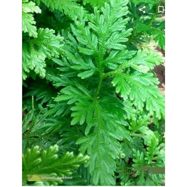 

Daun cakar ayam segar herbal-kanker/radang paru paru/bronkhitis dll
