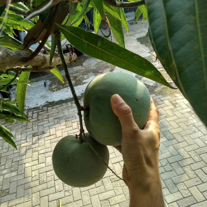 Bibit Tanaman Buah MANGGA KELAPA Premium