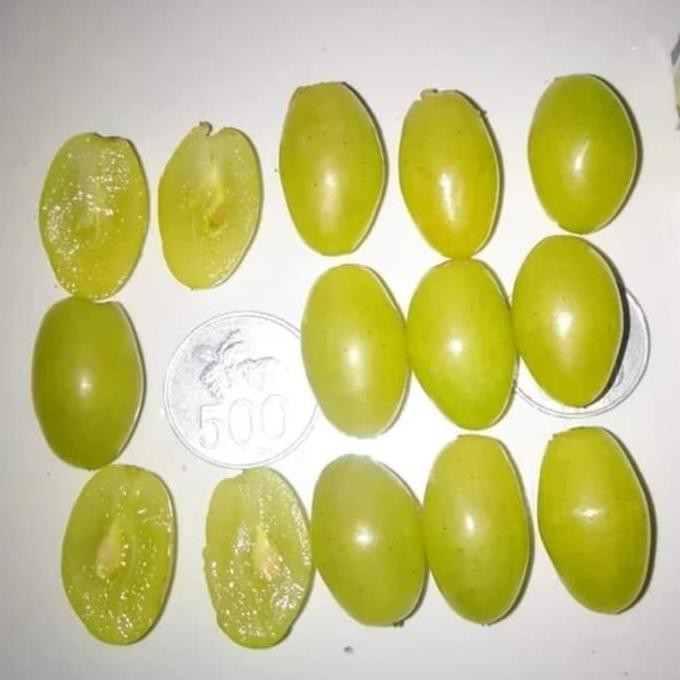 Bibit Anggur Impor Dixon Tanaman Anggur Buah Anggur