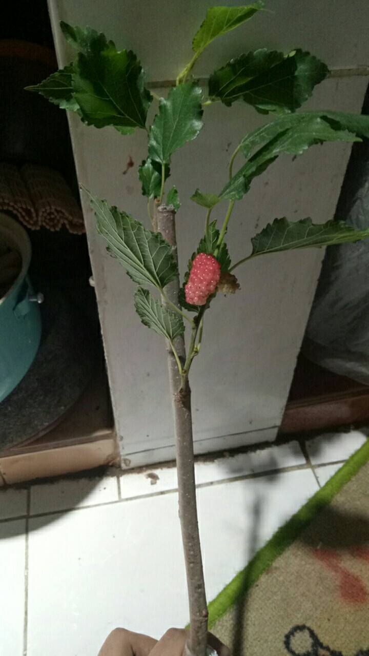 Bibit Murbei Berbuah