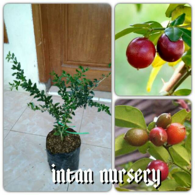 Tanaman Buah Jeruk Kingkit