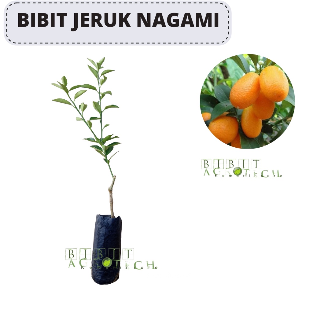 Bibit Tanaman Buah Jeruk Nagami  Bisa Dimakan Dengan Kulitnya Super Okulasi Cepat Berbuah