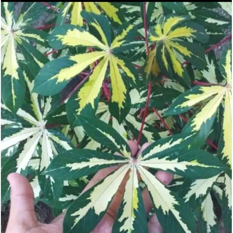 Bibit batang singkong variegata - singkong varigata