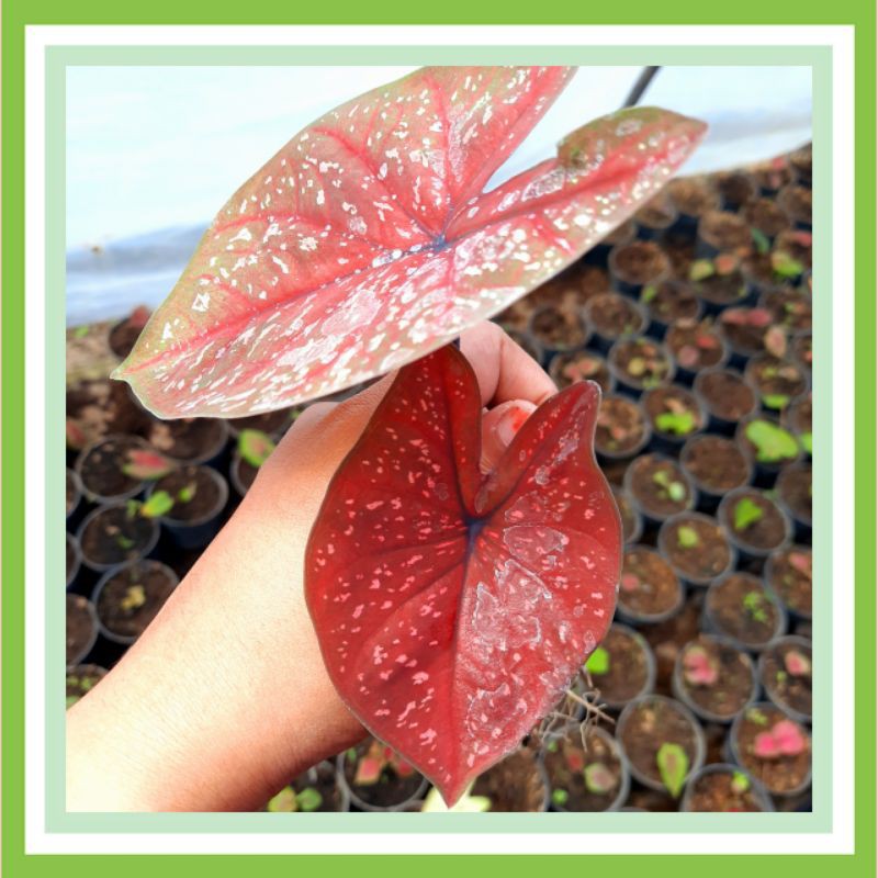 

CALADIUM DARK CHOCOLATE/ KALADIUM DARK CHOCOLATE