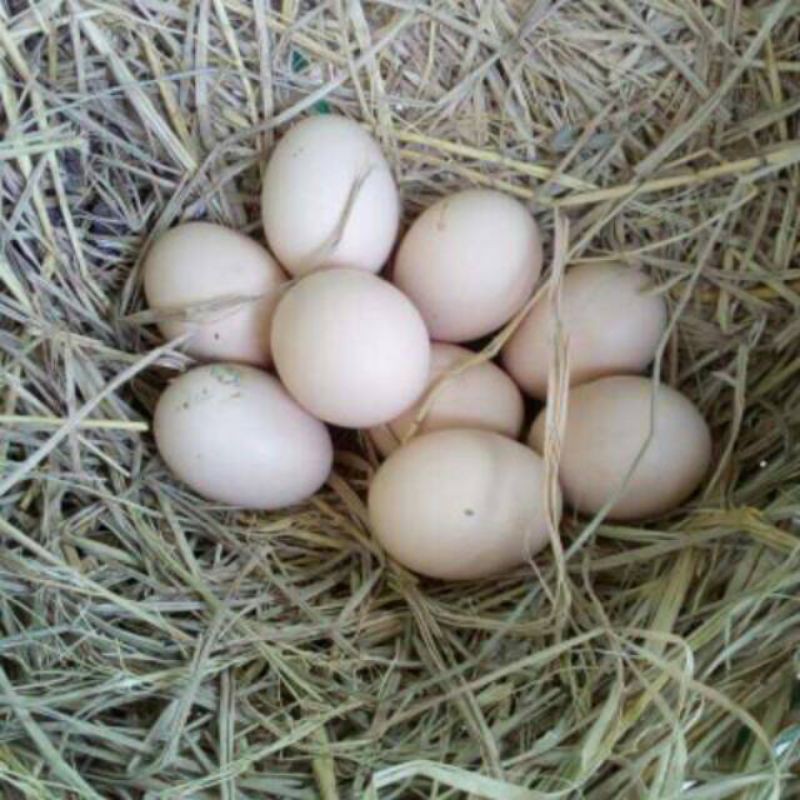 

telur ayam bangkok fertil super