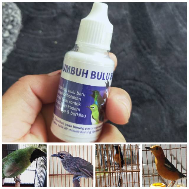 Obat Penumbuh Bulu Burung Rontok atau Mabung