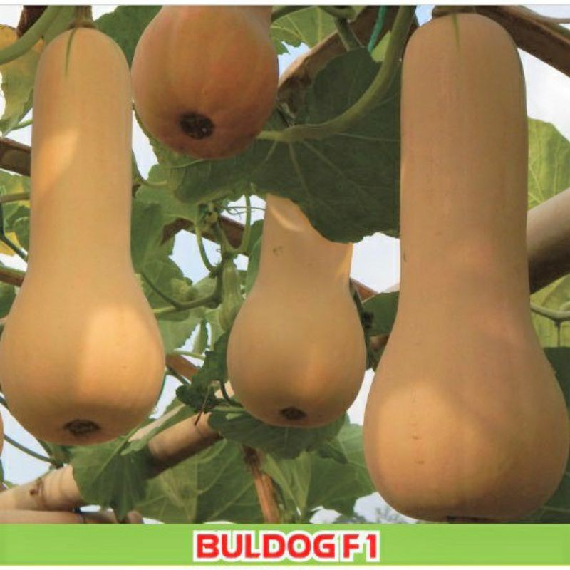 1 Benih Labu Madu F1 Hibrida Buldog Bibit Buah Butternut Squash Manis Bintang Asia Super Berkualitas