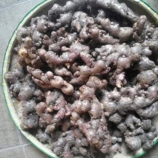 

Jahe Merah Segar / Red Ginger / Obat Herbal Kolesterol (250gr)