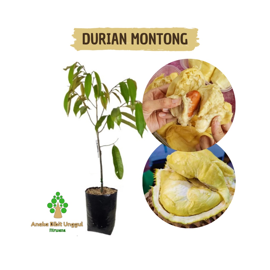 BIBIT DURIAN MONTONG - BIBIT DUREN MONTONG - DUREN MONTONG - BIBT DURIAN OKULASI SUPER - DURIAN MONT