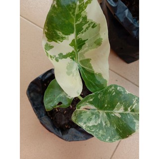  promo Tanaman Hias Alocasia Macrorrhizos Variegata  