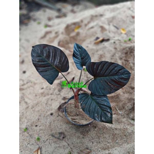 homalomena sp black