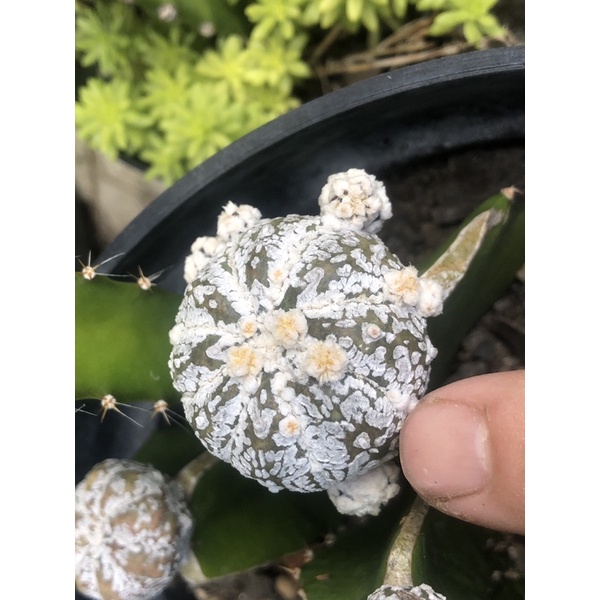 astrophytum kabuto v type graft