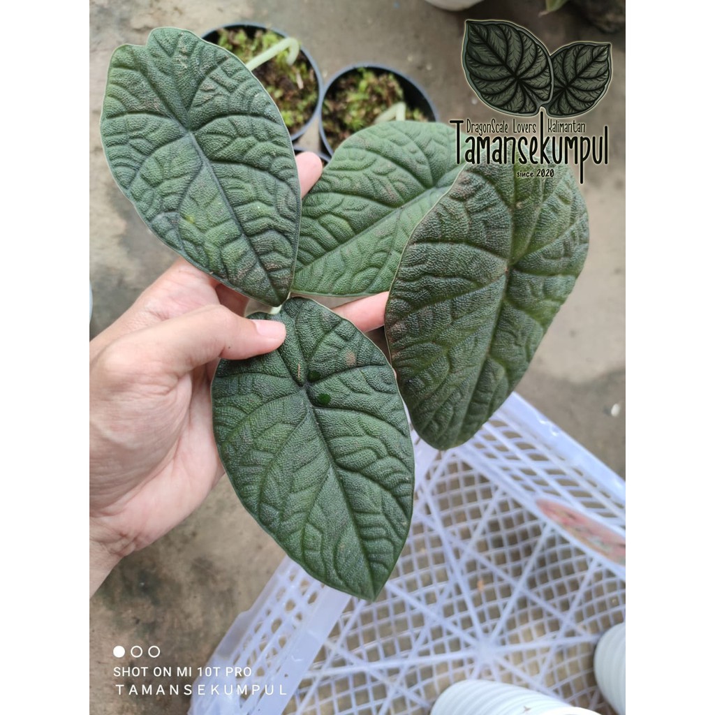 [Rawatan Alocasia Rhino Skin] Alokasia Melo Badak Daun Original Sp. Sabah