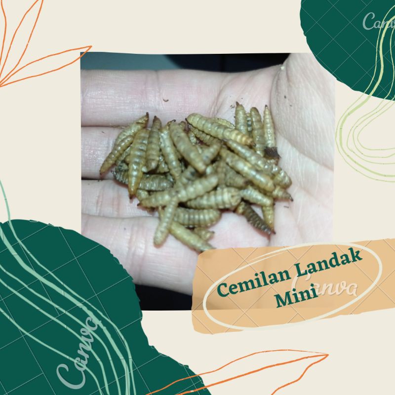 LANDAK MINI MAKANAN HEWAN PELIHARAAN BANDUNG