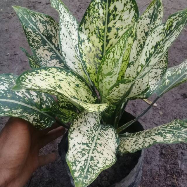 Aglonema snow white induk bawa 2 anakan