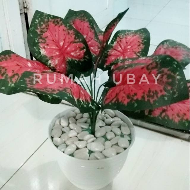 KELADI MERAH / KELADI HIJAU / TANAMAN ARTIFICIAL KELADI