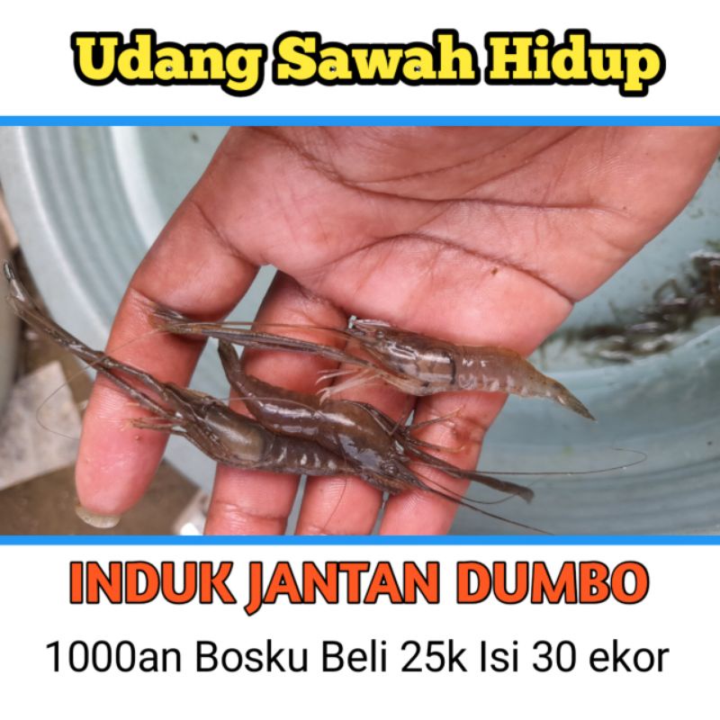 

Udang Sawah Hidup size 5cm/8cm