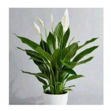 Tanaman Hias Spatu Filum/Bunga Spatu Filum/Bunga Putih Sepatu Filum Pembersih Udara