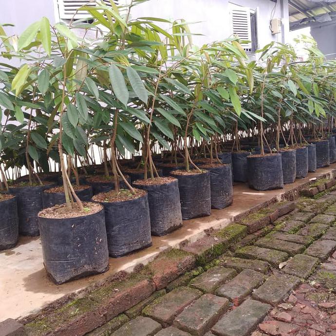 Biji Benih Bibit Tanaman Buah Durian Musangking Kaki 3 Super Tinggi 1 Meter Dm1