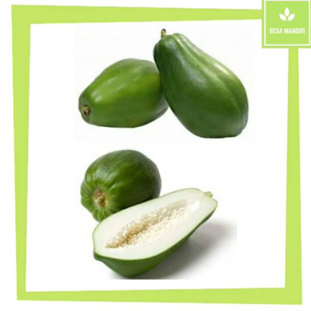 

PEPAYA MUDA | SAYUR SEGAR | OBAT HERBAL