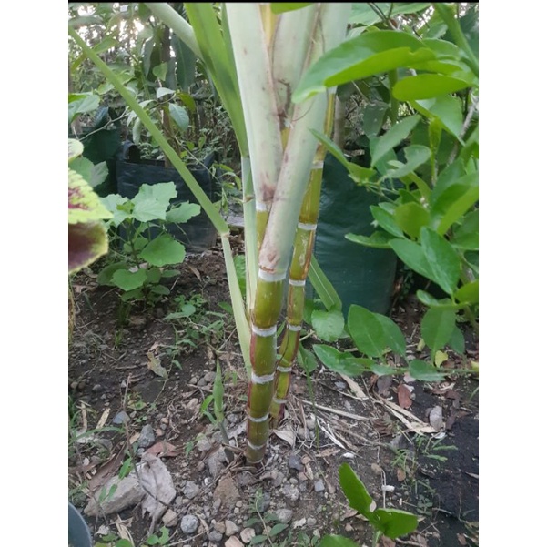 READY STOCK BIBIT TEBU PELANGI (TEBU HIAS)