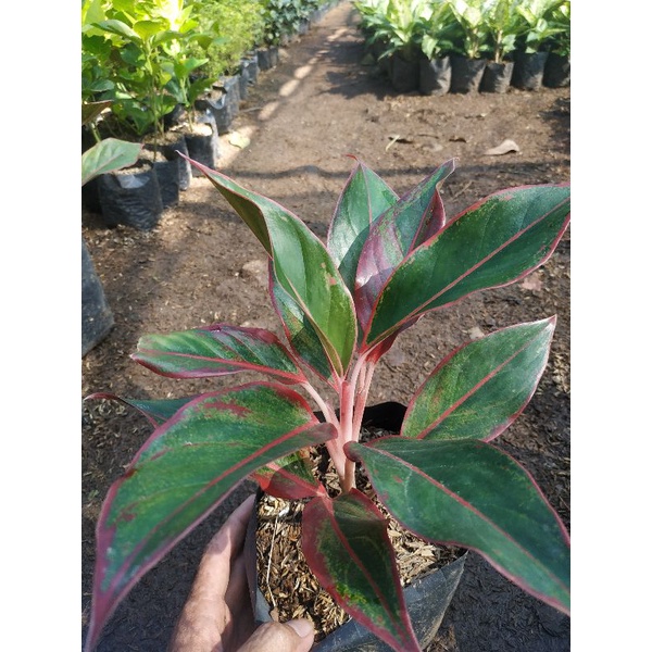 Tanaman hias aglonema lipstik Tanaman hias hidup aglonema lipstik Tanaman murah aglonema lipstik Tan