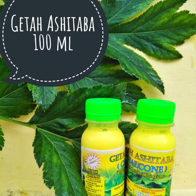 

Getah kuning ashitaba chalcone organic seledrei jepang