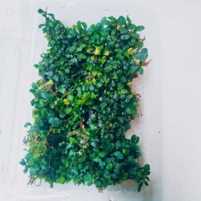 bucephalandra mini  micro silver porsi mika