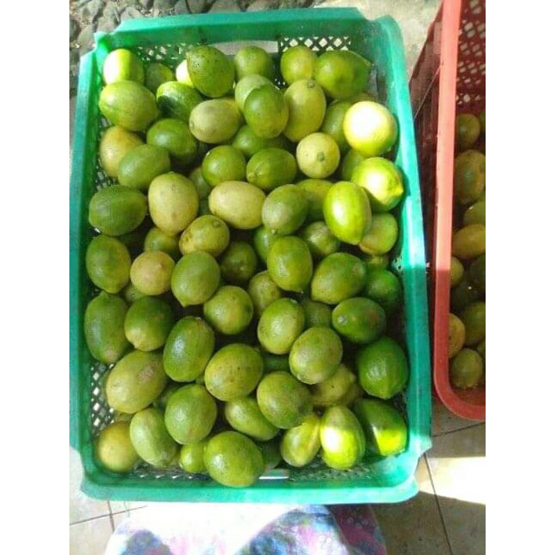 

Jeruk Lemon