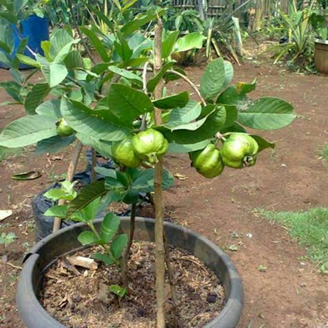 Bibit jmbu sukun putih