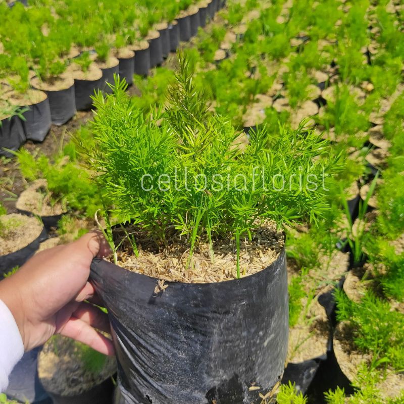 Tanaman Hias Asparagus Krisdoren