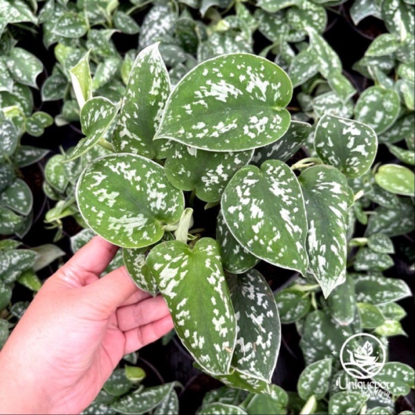 Promo Scindapsus Argyraeus Diskon