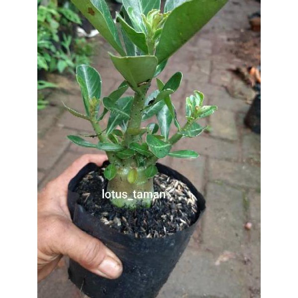 [TERMURAH SESHOPEE] POHON BONSAI ADENIUM ARABICUM OBESUM-bibit tanaman bonsai adenium obesum