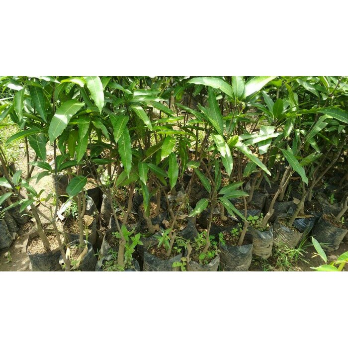 bibit  buah mangga kiojay