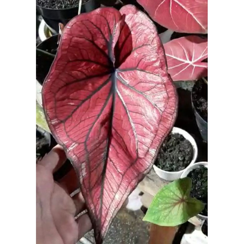 keladi H22 / caladium H22