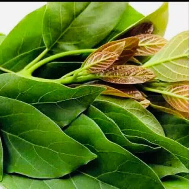 

COD Daun alpukat segar 200 gram