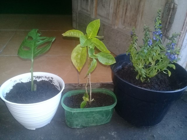 Tanaman Hias Pillow Janda Bolong