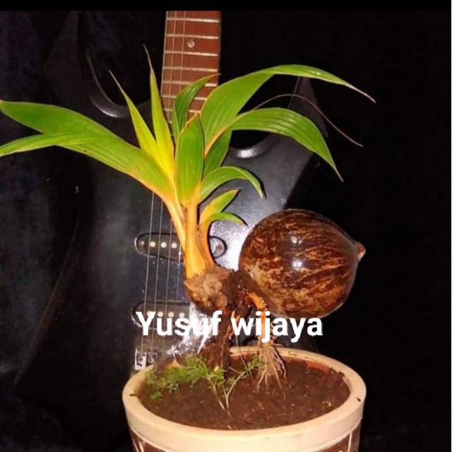 Tanaman hias bibit bonsai kelapa kuning