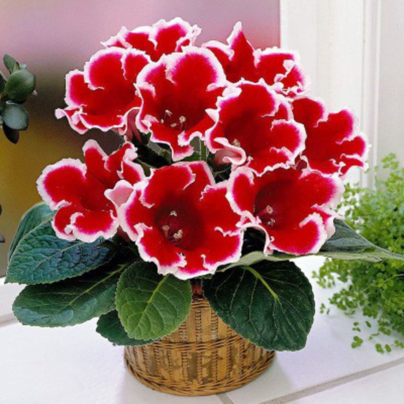 bunga gloxinia // tanaman bunga gloxinia