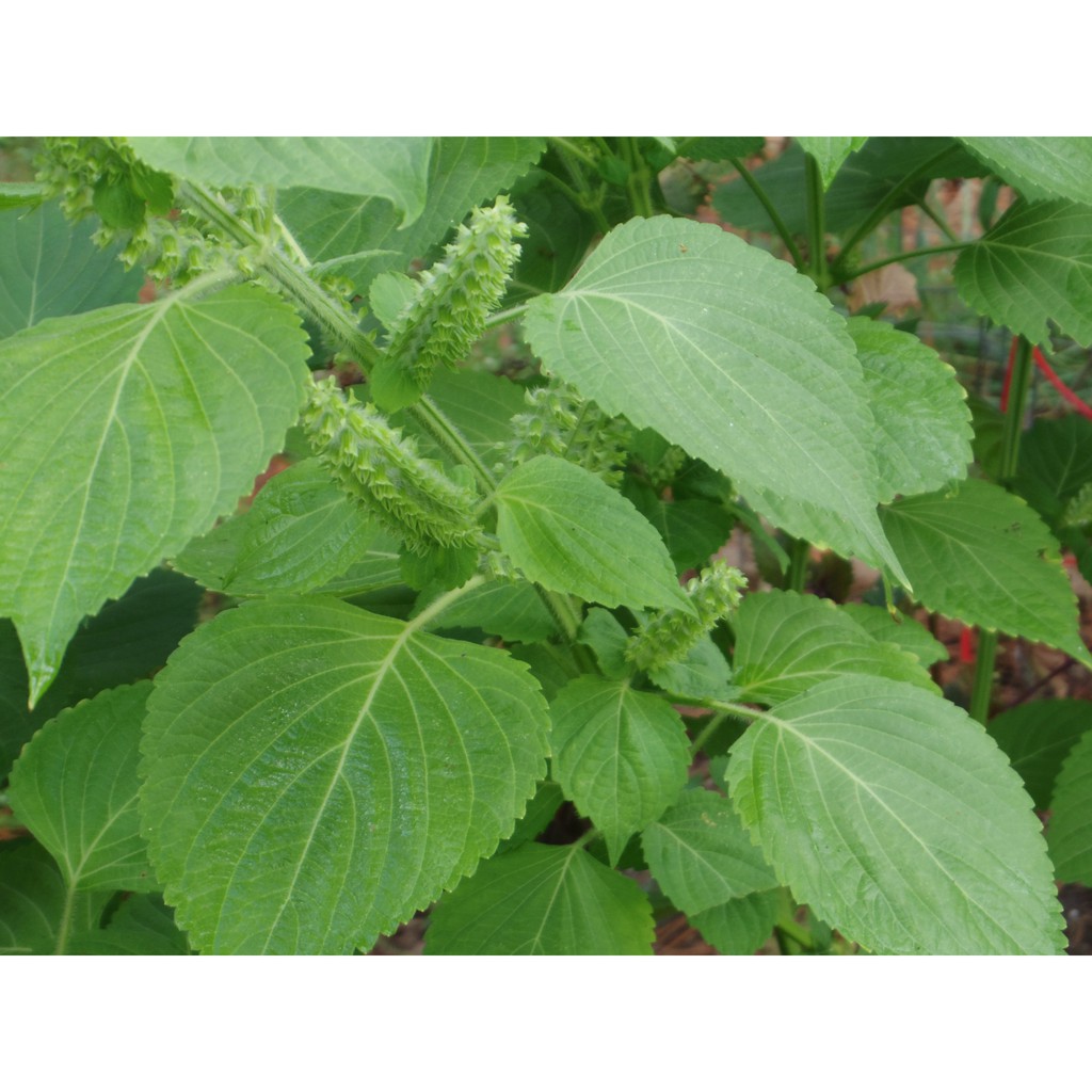 Benih-Bibit Shiso Perilla Green (Haira Seed)
