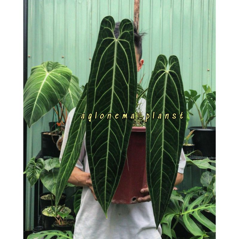 PROMOMURAH Bonggol Anthurium lidah gajah waroqueanum.